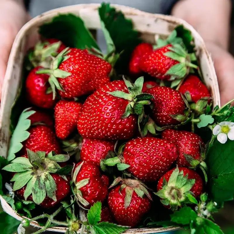 100 Giant Strawberry Seeds – Extra-Large, Juicy & Sweet Fruit – Easy to Grow, High Yield – Ideal for Home Gardens & Containers - Fruit Red Strawberry Seed for Hydroponic Garden