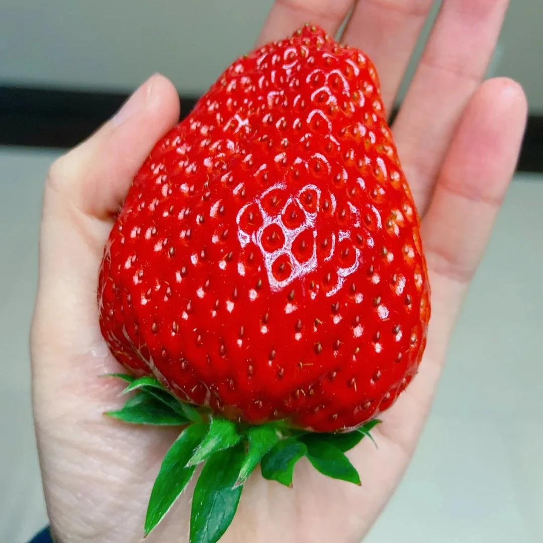 100 Giant Strawberry Seeds – Extra-Large, Juicy & Sweet Fruit – Easy to Grow, High Yield – Ideal for Home Gardens & Containers - Fruit Red Strawberry Seed for Hydroponic Garden