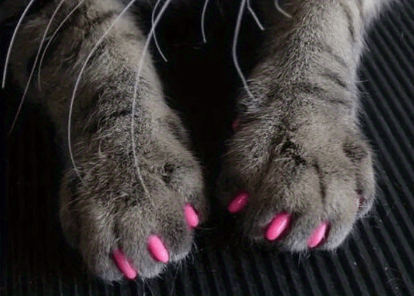 100-Pack Colorful Cat Nail Covers - Keep Your Cat's Paws Safe & Stylish!