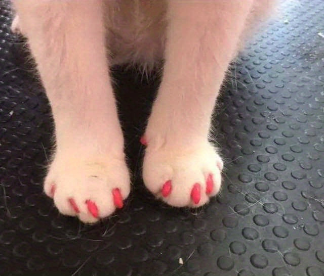 100-Pack Colorful Cat Nail Covers - Keep Your Cat's Paws Safe & Stylish!