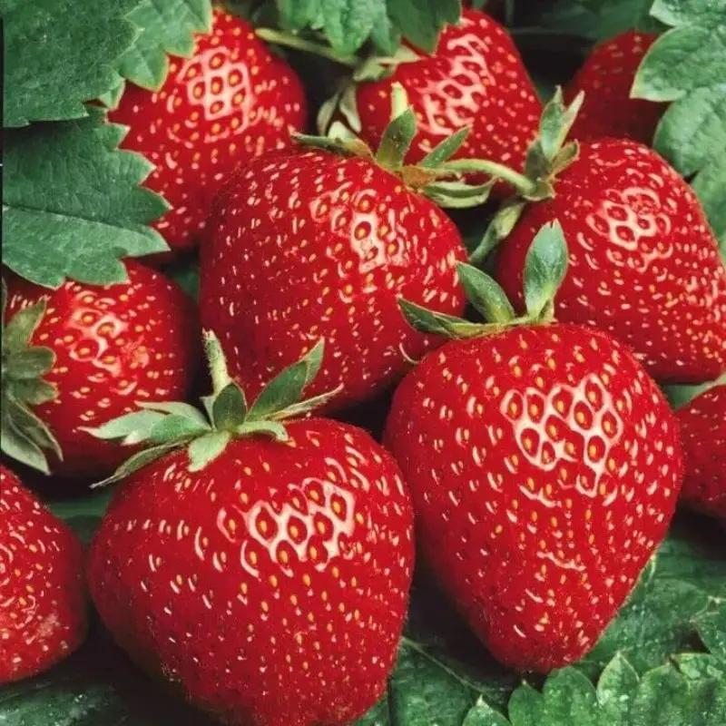 100 Giant Strawberry Seeds – Extra-Large, Juicy & Sweet Fruit – Easy to Grow, High Yield – Ideal for Home Gardens & Containers - Fruit Red Strawberry Seed for Hydroponic Garden