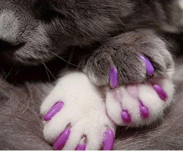 100-Pack Colorful Cat Nail Covers - Keep Your Cat's Paws Safe & Stylish!