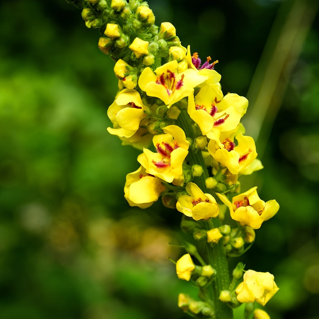 1-Month Supply Mullein Leaf Extract Drops - Powerful Herbal Supplement for Rapid Absorption, Natural Respiratory Support, and Soothing Comfort - Made with High-Quality, Pure Mullein Leaf for Optimal Health Benefits