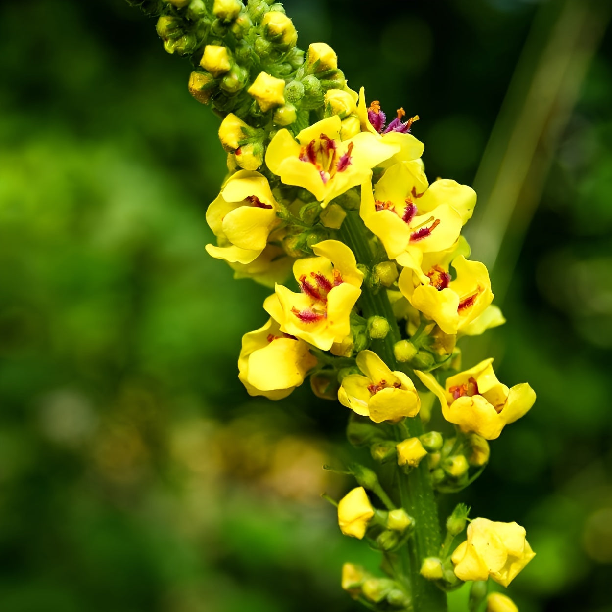 1-Month Supply Mullein Leaf Extract Drops - Powerful Herbal Supplement for Rapid Absorption, Natural Respiratory Support, and Soothing Comfort - Made with High-Quality, Pure Mullein Leaf for Optimal Health Benefits